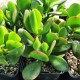 Crassula ovata