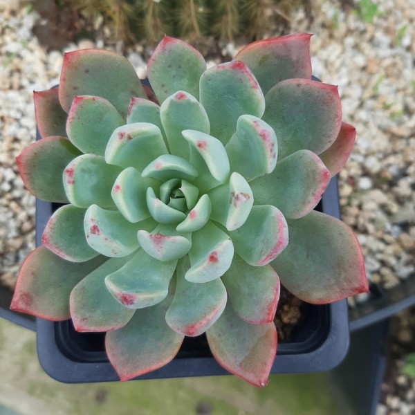 Echeveria 'Sitifukumiama'