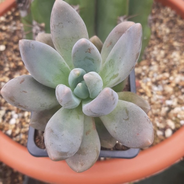 Sedeveria 'Blue Mist'