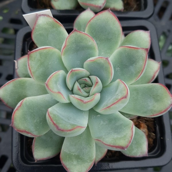 Echeveria 'Leolia'