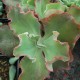 Echeveria 'Takasago No Okina'