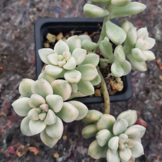 Graptopetalum 'Mendozae variegata'