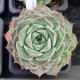 Echeveria Hyalina