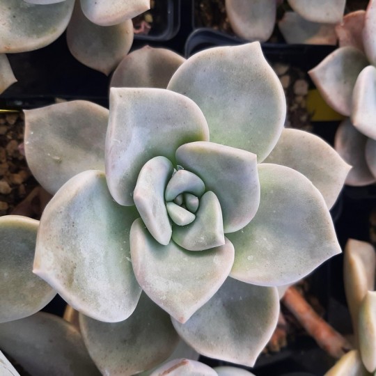 Graptoveria 'Cap Ferrat'