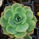 Echeveria Secunda Glauca