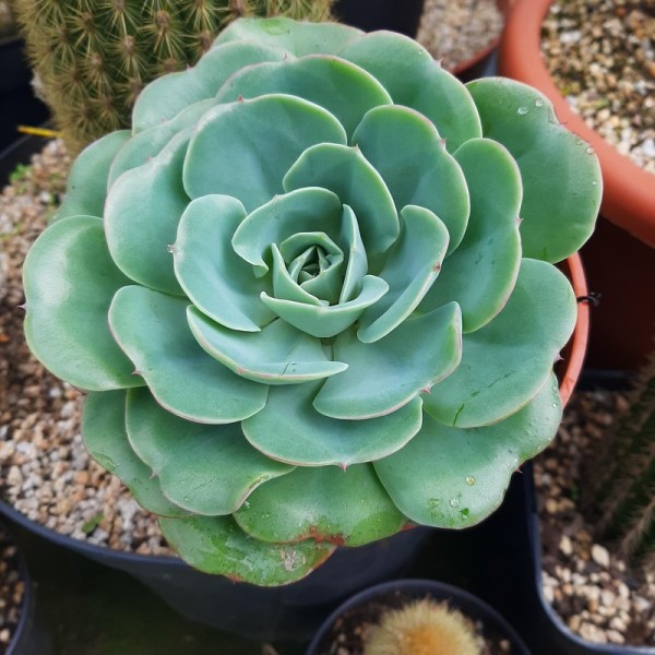 Echeveria 'Atlantis'