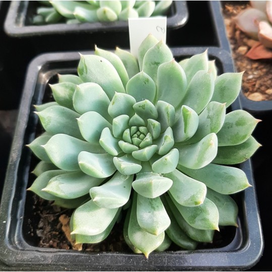 Echeveria Chrissy N Ryan