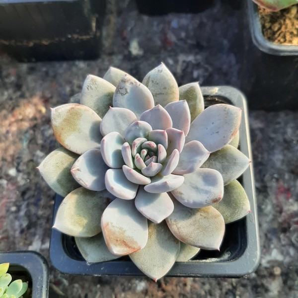 Graptoveria 'Lulu'