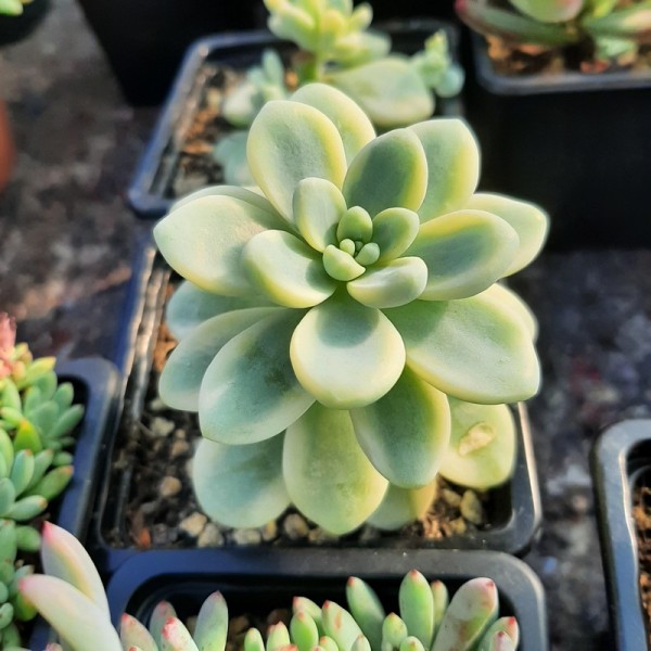 Sedum 'Clavatum' variegata