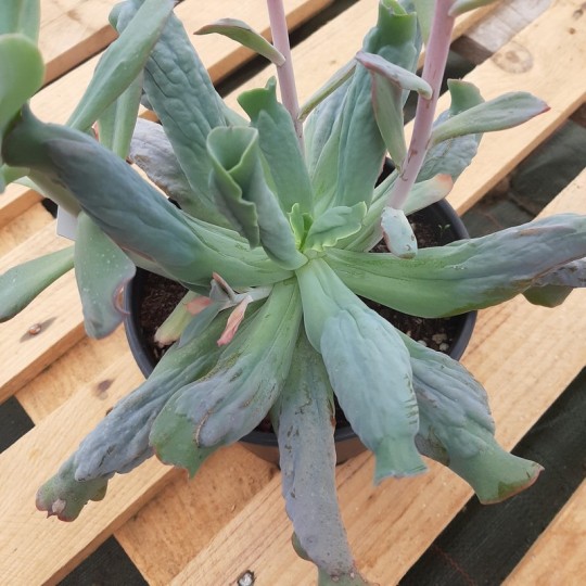 Echeveria 'Culibra'