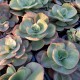 Echeveria 'Suyon'