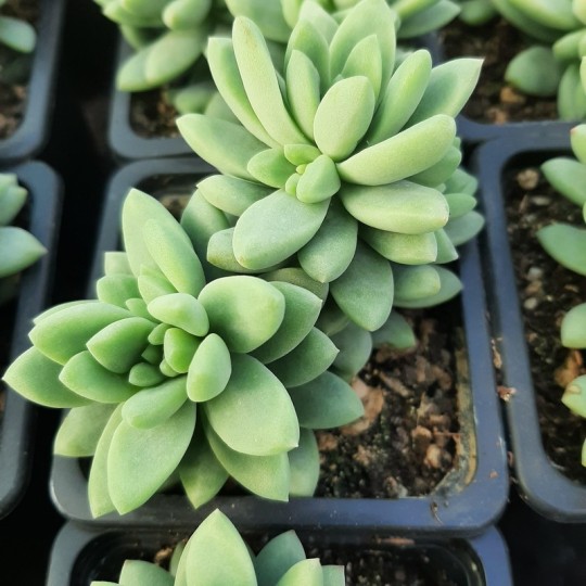 Sedum blue brazil