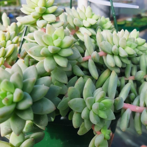 Sedum blue brazil