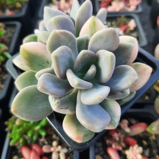 Pachyveria pachyphytoïdes variegata