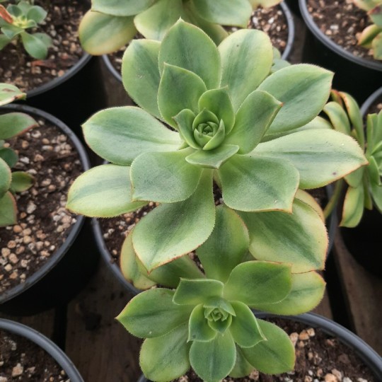 Aeonium 'Floresens'