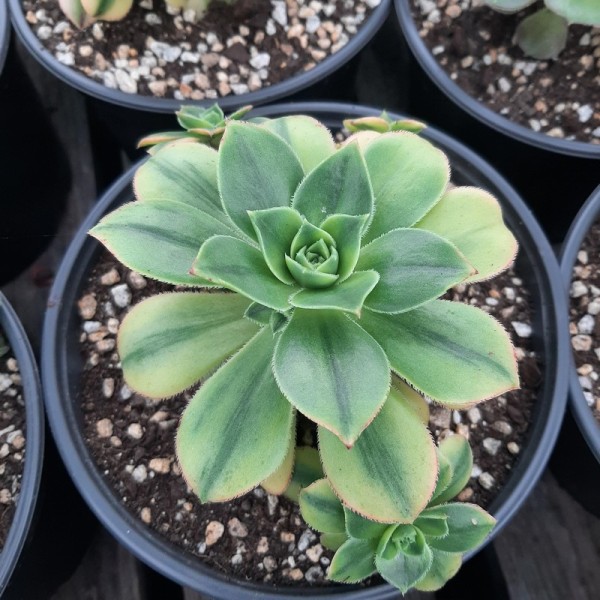 Aeonium 'Floresens'