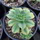 Aeonium 'Floresens'