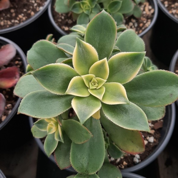 Aeonium 'Dream Color'