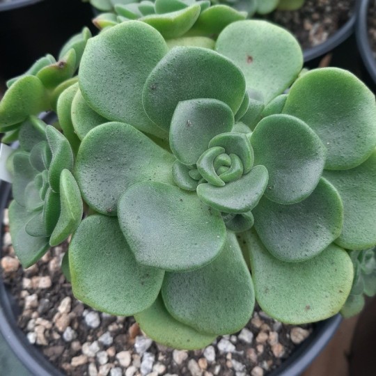 Aeonium 'Lily Pad'