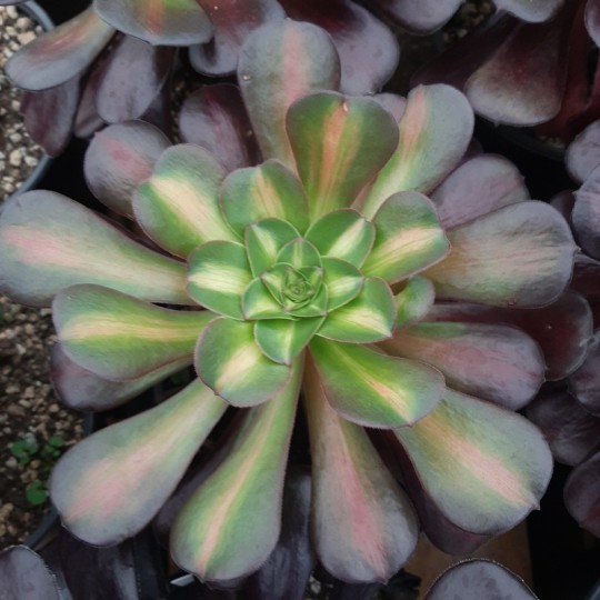 Aeonium 'Chanel Middle'