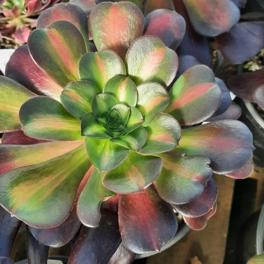 Aeonium 'Chanel Middle'