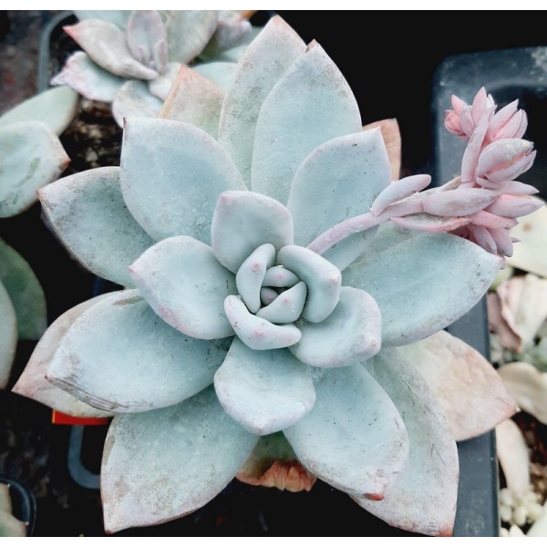 Pachyveria 'Powder Puff'