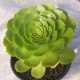 Aeonium 'Madeira Rose'