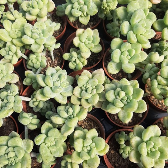 Graptosedum 'Paseo'