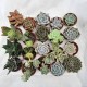 Lot de 20 mini succulentes