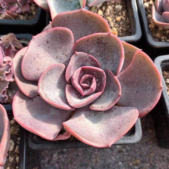 Echeveria 'Dusty Rose'