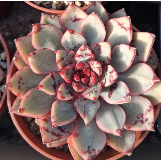 Echeveria 'Nacre'