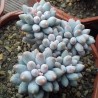 Pachyphytum Rzedowskii