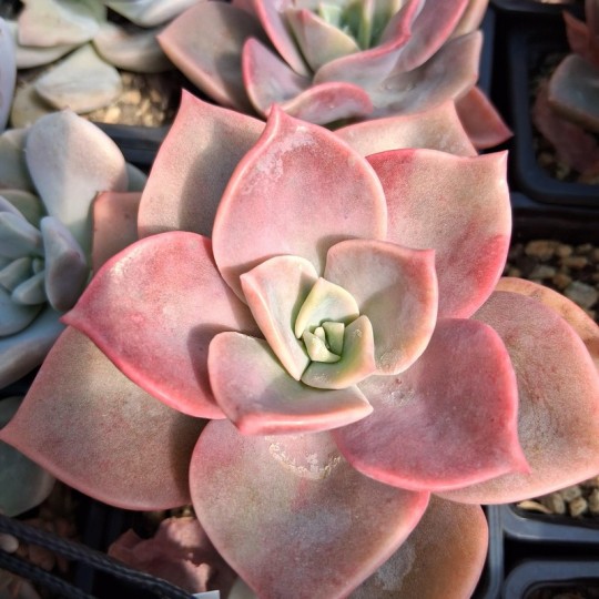 Graptoveria 'Mrs Richard'