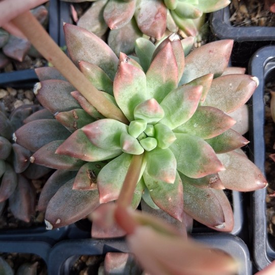 Pachyveria 'Commedia'