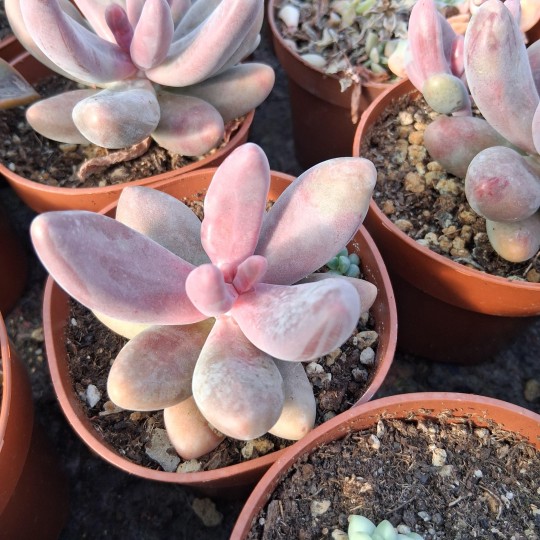 Pachysedum 'Ganzhou'