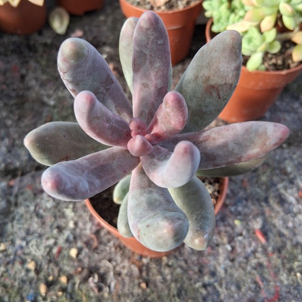 Pachysedum 'Ganzhou'