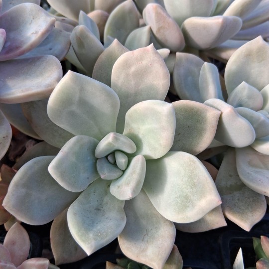 Graptophytum 'Erina'