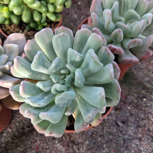 Pachyveria scheideckeri 'Albocarinata'