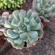 Pachyveria scheideckeri 'Albocarinata'
