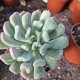 Pachyveria scheideckeri 'Albocarinata'