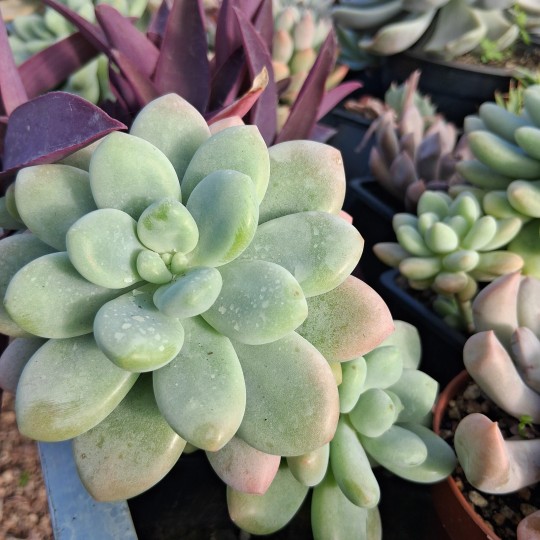 Graptosedum 'Amicie'