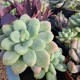 Graptosedum 'Amicie'