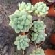 Graptosedum 'Paseo'