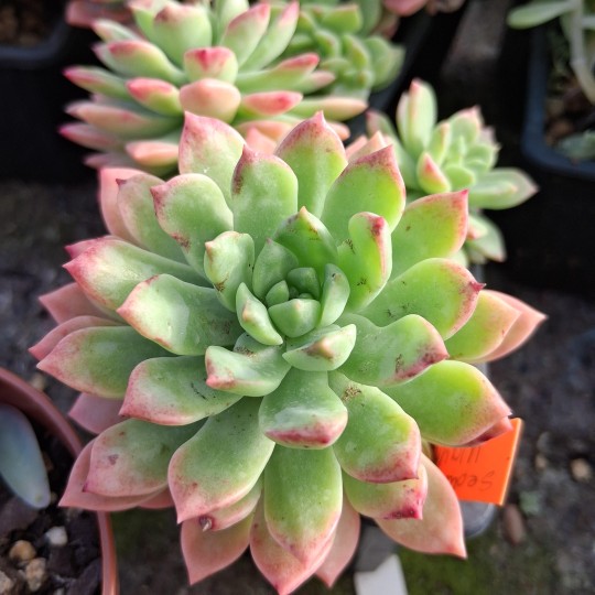 Sedum 'Wayra'