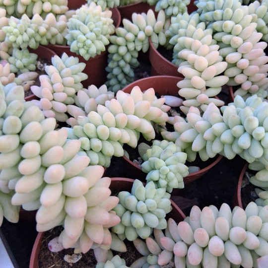 Sedum 'Burrito'