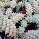 Sedum 'Burrito'