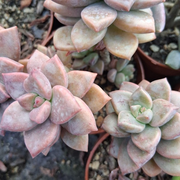 Graptosedum 'Bronze'