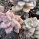 Graptosedum 'Bronze'