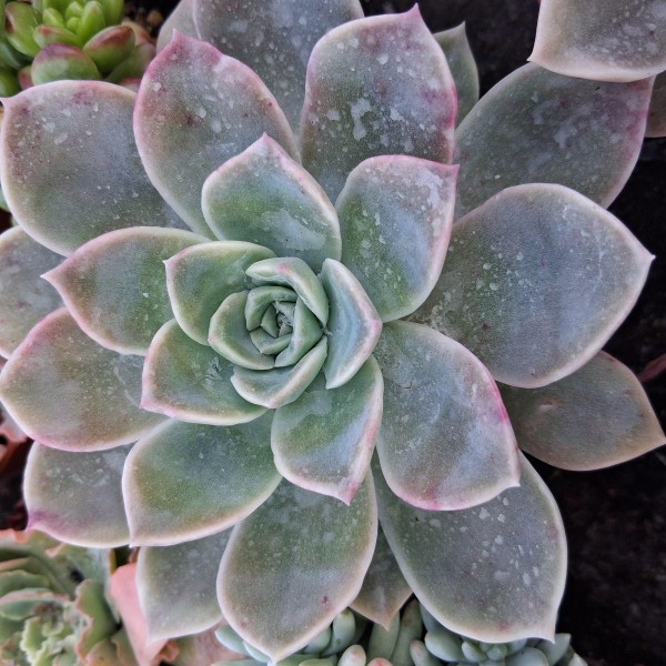 Graptoveria 'Fantôme'