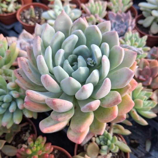 Pachyveria 'Scheideckeri'